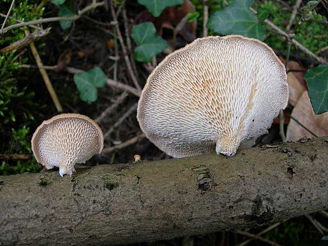 Una peziza nel sacco e altre specie primaverili
